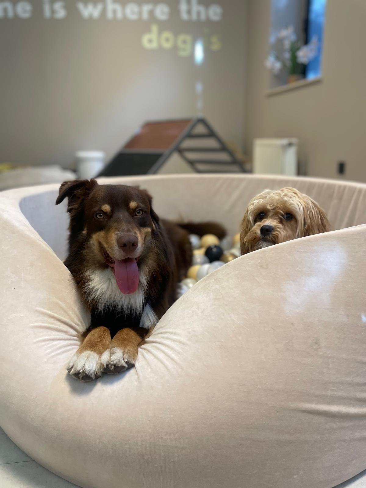 L'Hôtel pour chiens
